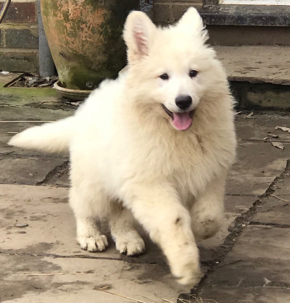 white german shepherd puppies for sale